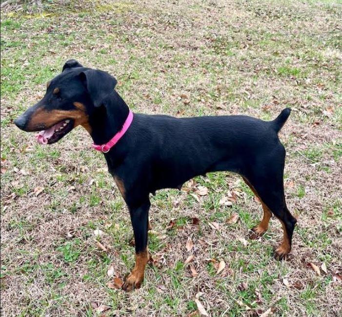 Dobi, a Adoptable Doberman Pinscher in Mocksville, NC image 2/5