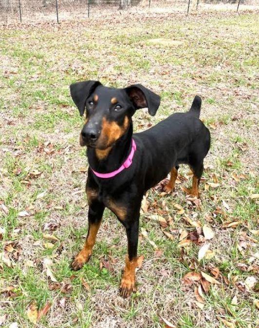 Dobi, a Adoptable Doberman Pinscher in Mocksville, NC image 3/5