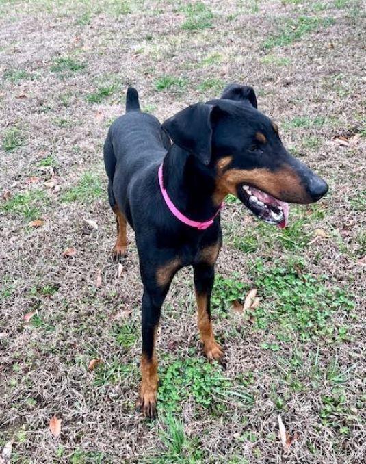 Dobi, a Adoptable Doberman Pinscher in Mocksville, NC image 4/5