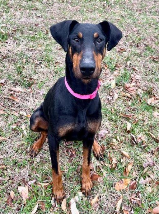 Dobi, a Adoptable Doberman Pinscher in Mocksville, NC image 5/5