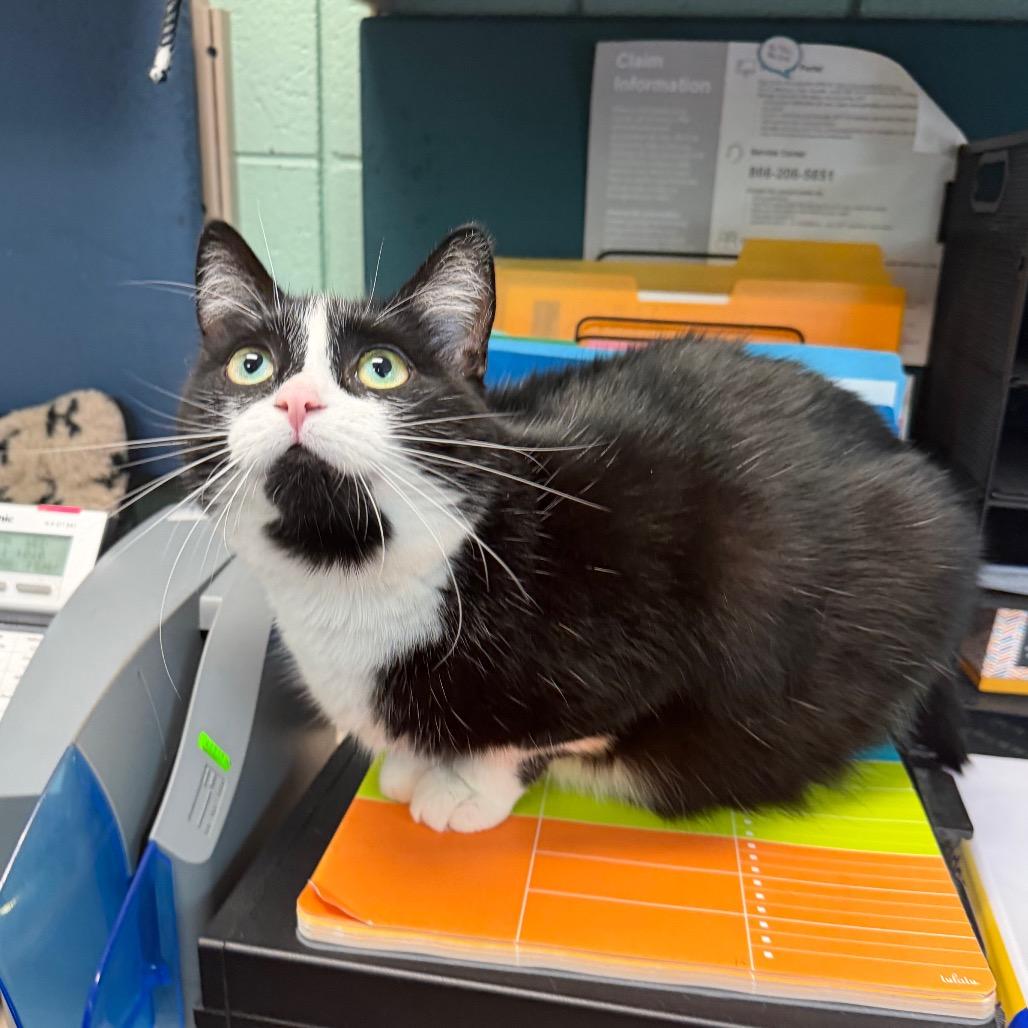 Kelpie, a Adoptable Domestic Medium Hair in West Olive, MI image 1/6
