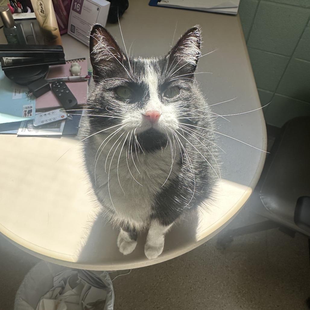 Kelpie, a Adoptable Domestic Medium Hair in West Olive, MI image 2/6