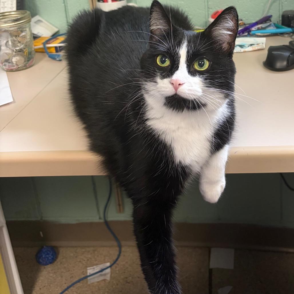 Kelpie, a Adoptable Domestic Medium Hair in West Olive, MI image 5/6