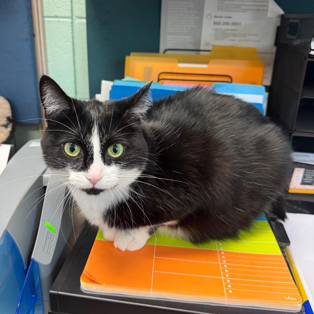 Kelpie, a Adoptable Domestic Medium Hair in West Olive, MI image 6/6