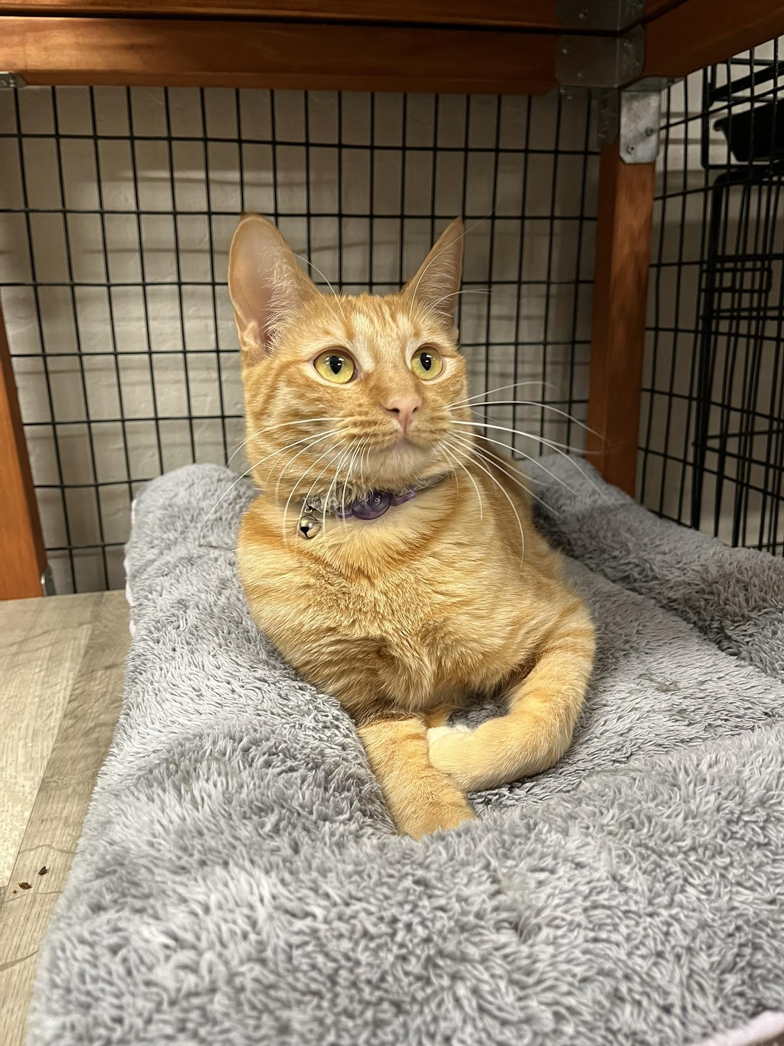 Sunset and Sunshine, a Adopted mixed breed in Walnut Creek, CA image 2/3