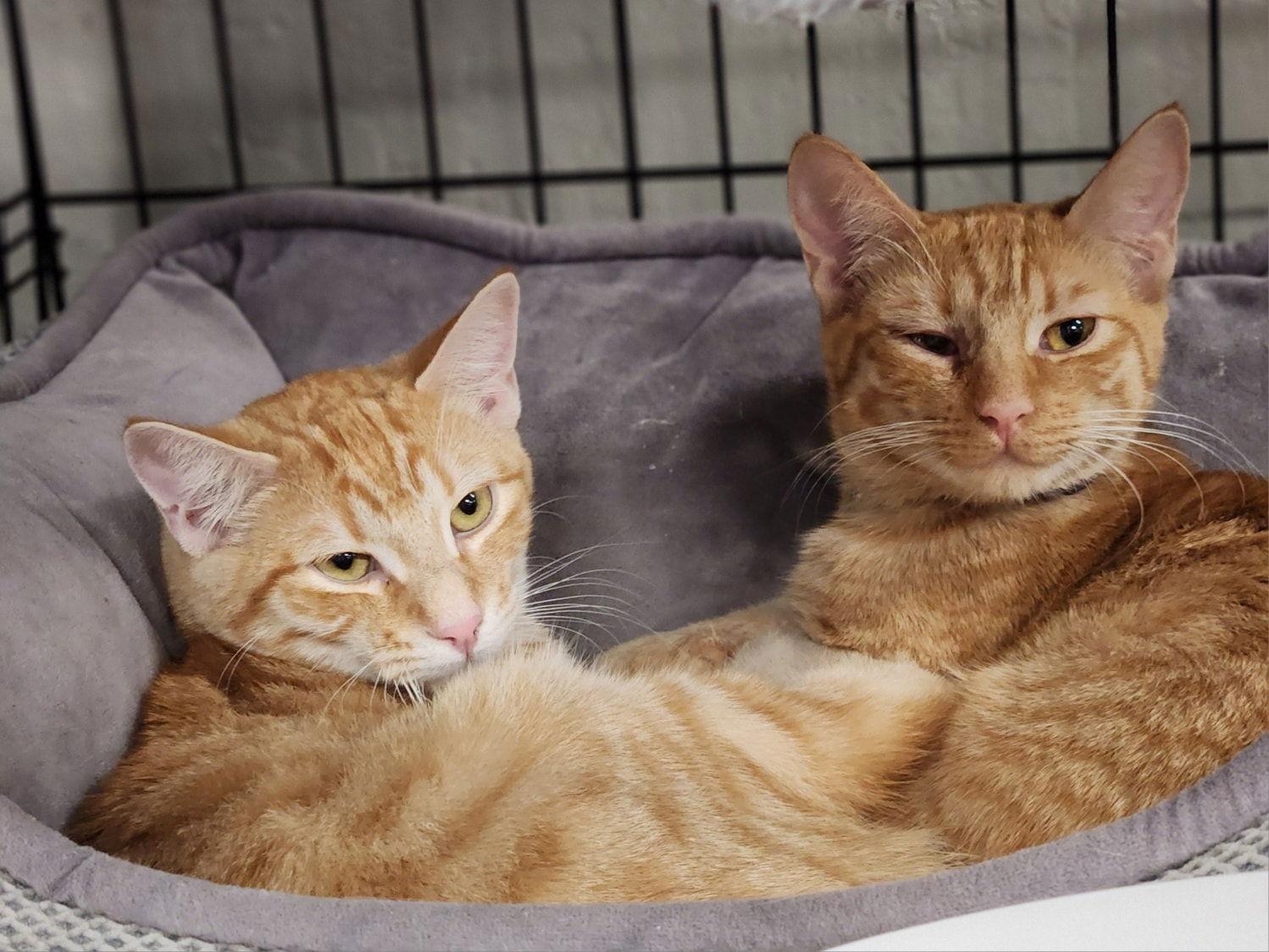 Sunset and Sunshine, a Adopted mixed breed in Walnut Creek, CA image 3/3