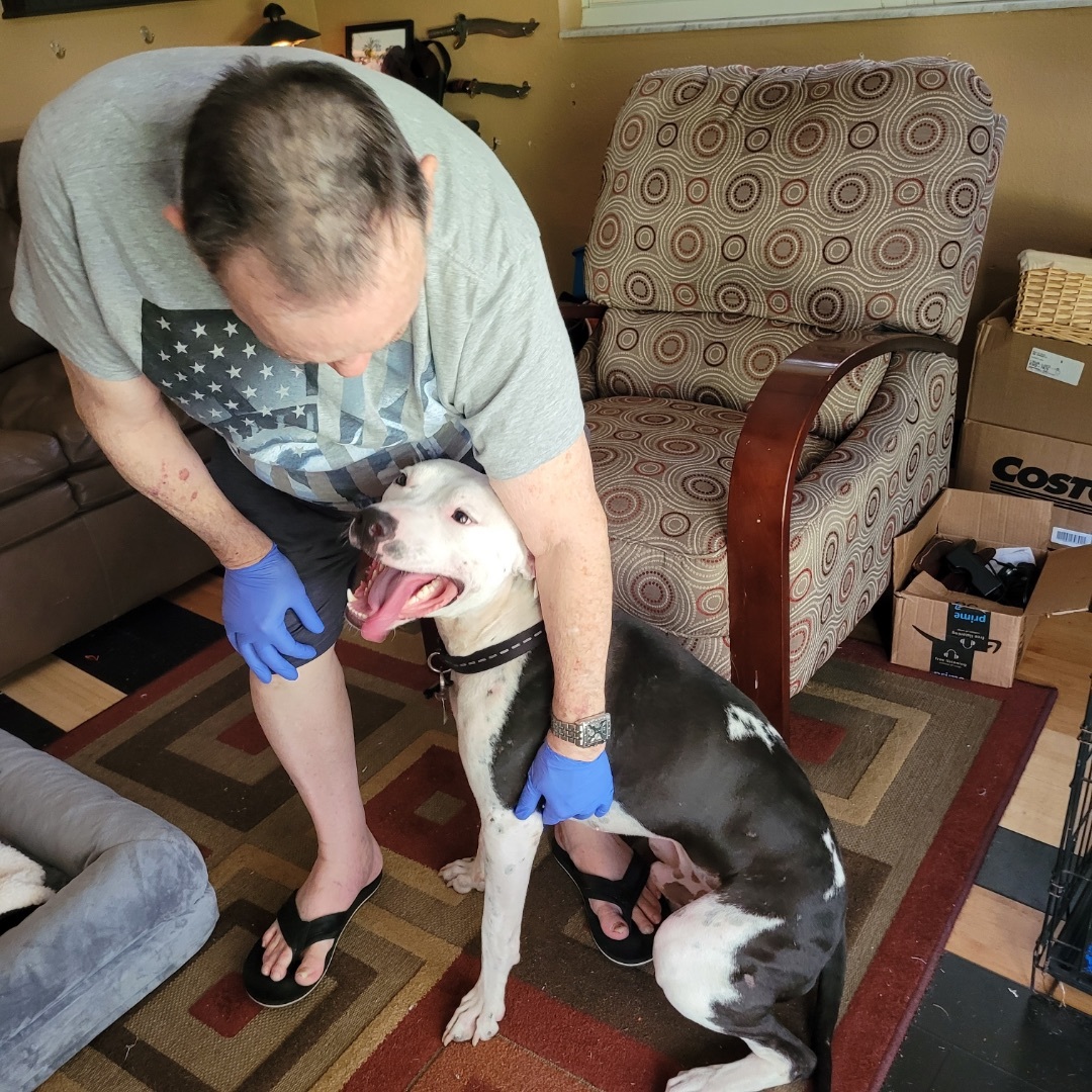 Moo, Adoptable, Young Male Boxer & American Staffordshire Terrier.