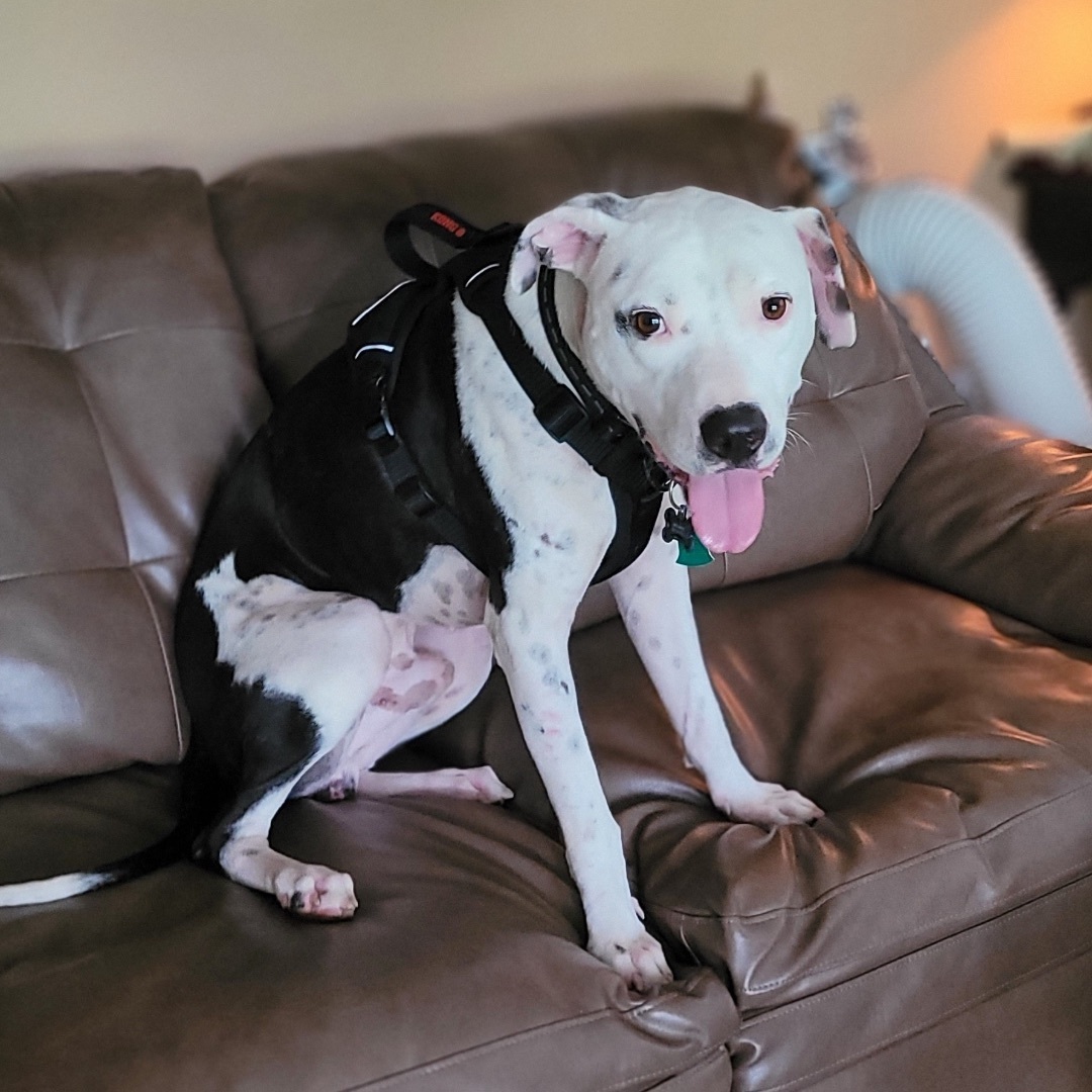 Enlarge Moo, a Adoptable mixed breed in Winter Park, FL image 2/6
