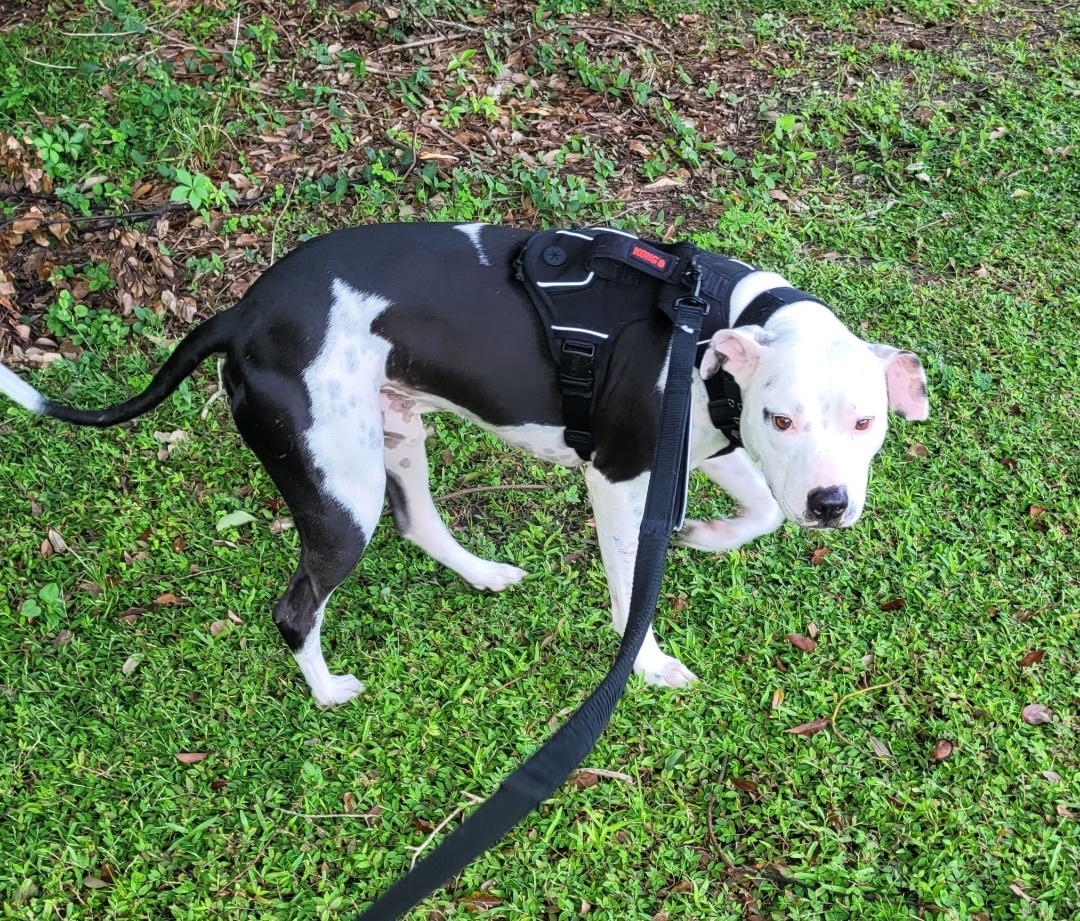 Enlarge Moo, a Adoptable mixed breed in Winter Park, FL image 3/6