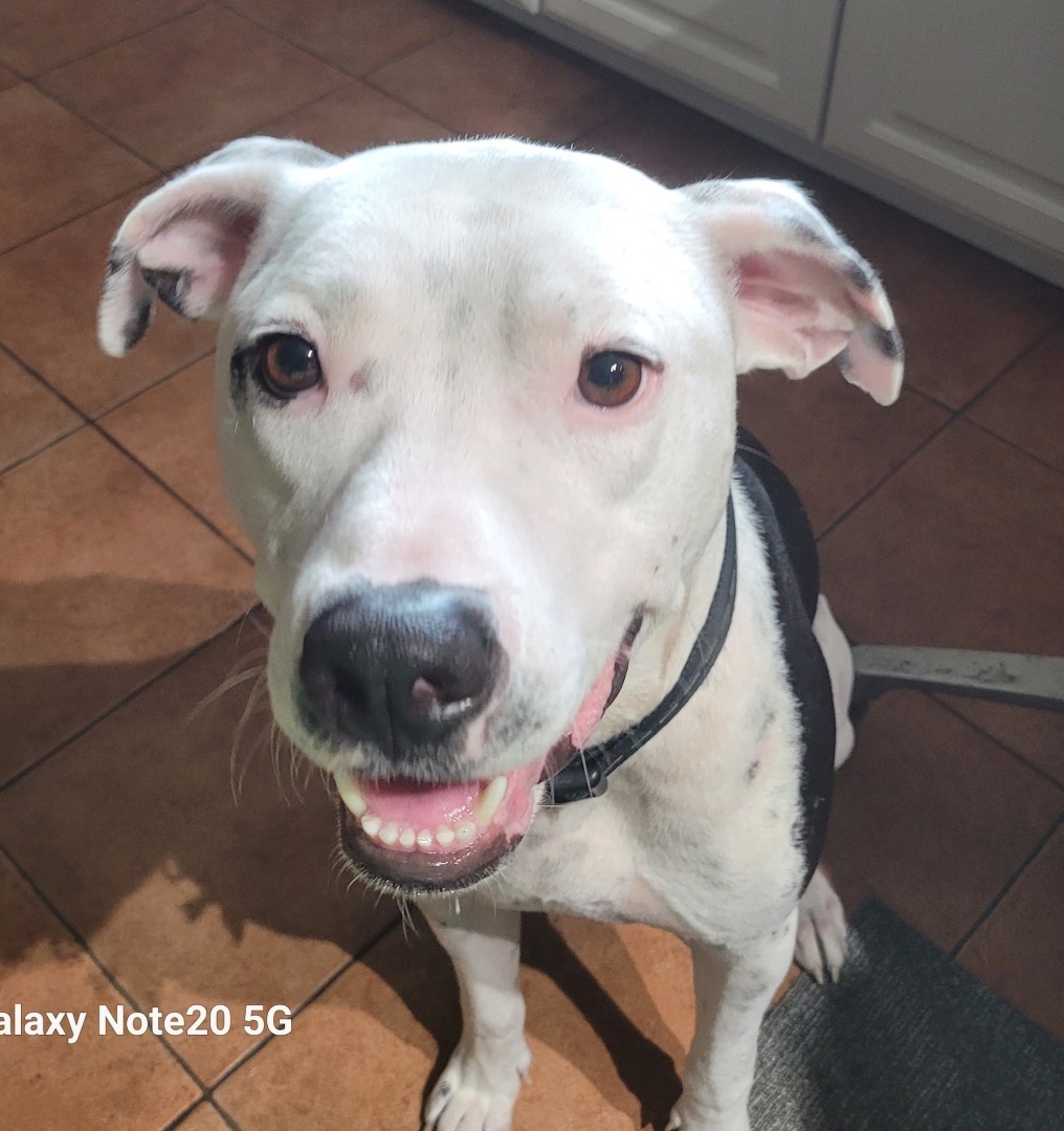 Enlarge Moo, a Adoptable mixed breed in Winter Park, FL image 4/6