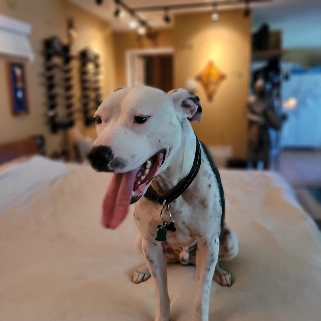 Enlarge Moo, a Adoptable mixed breed in Winter Park, FL image 5/6