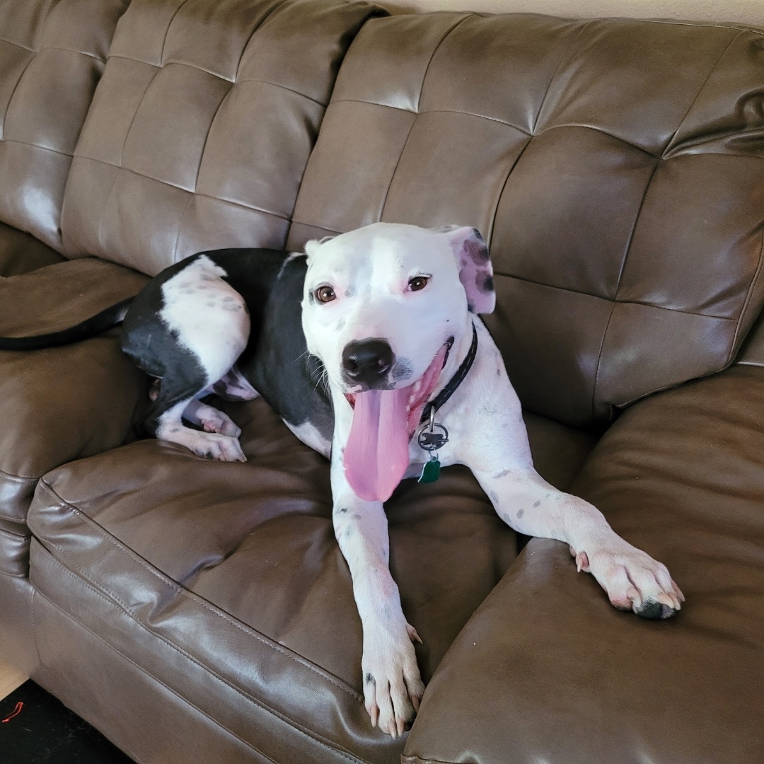 Enlarge Moo, a Adoptable mixed breed in Winter Park, FL image 6/6