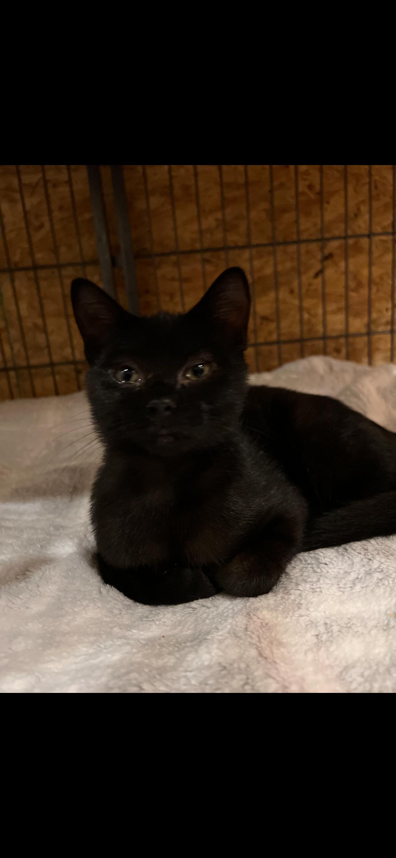 Enlarge Saoirse , a Adoptable Domestic Short Hair in Sneads Ferry, NC image 1/1