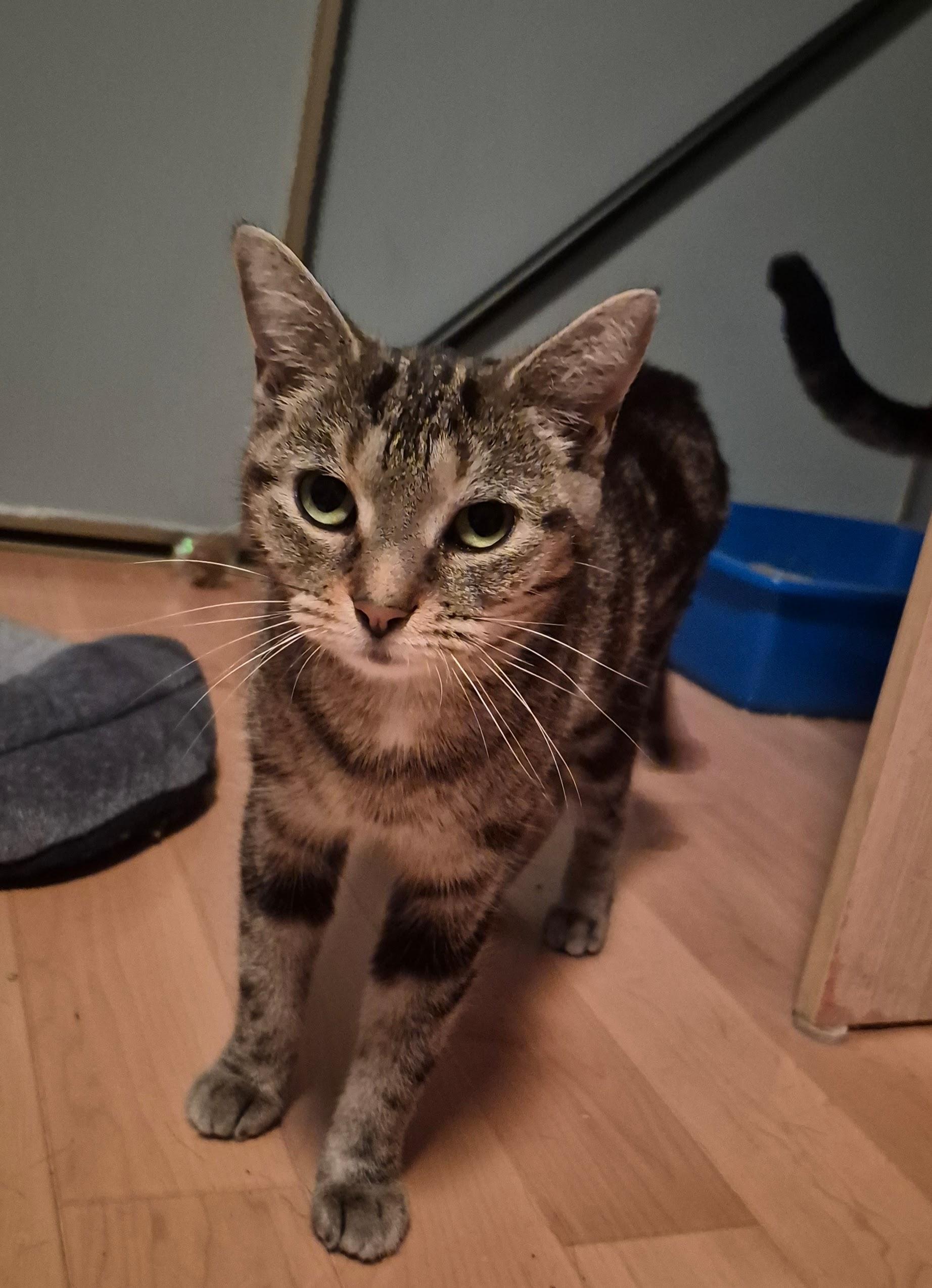 Enlarge Charlotte, a Adoptable mixed breed in Pickering, ON image 2/4