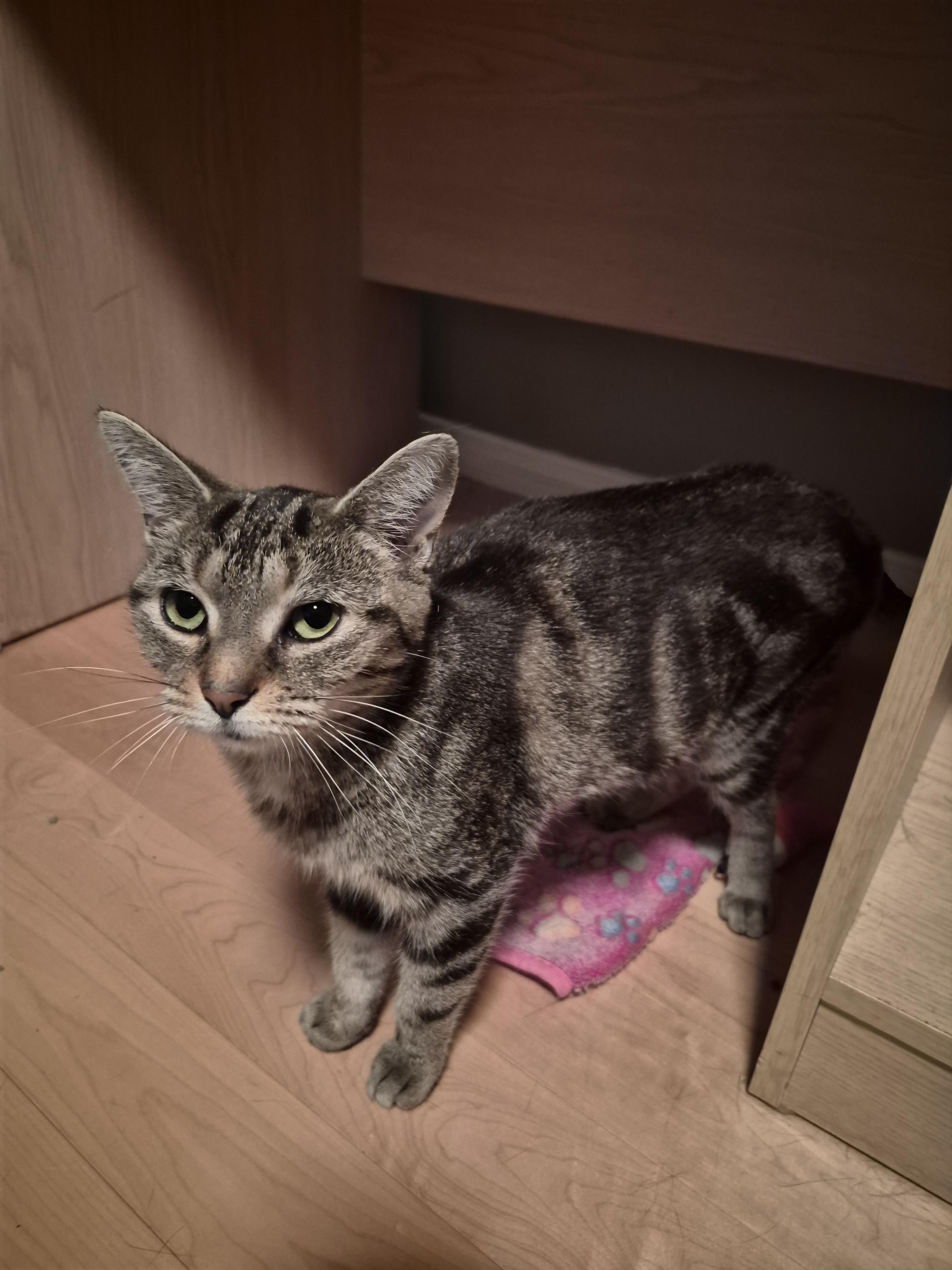 Enlarge Charlotte, a Adoptable mixed breed in Pickering, ON image 3/4