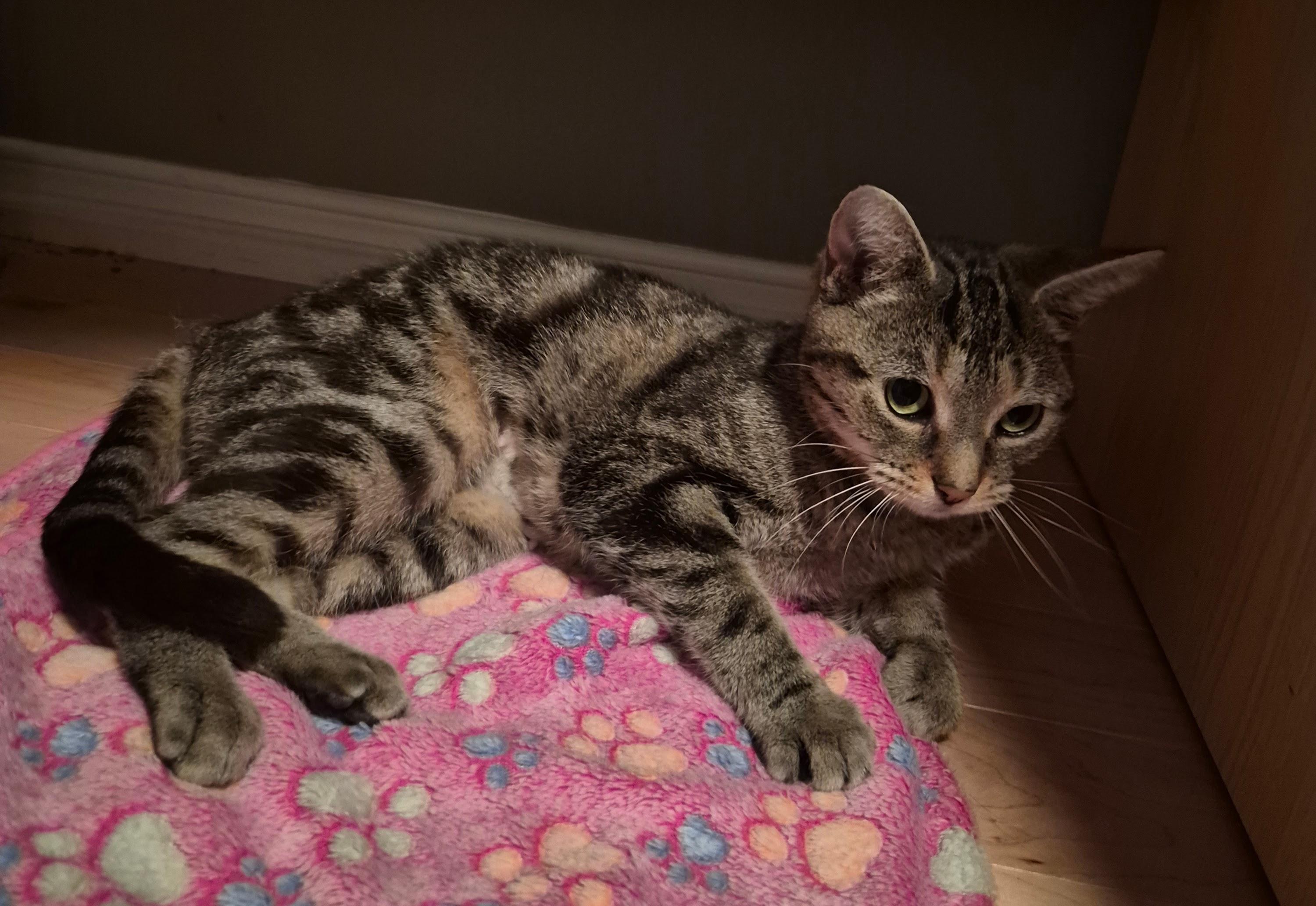 Charlotte, Adoptable, Young Female Domestic Short Hair.