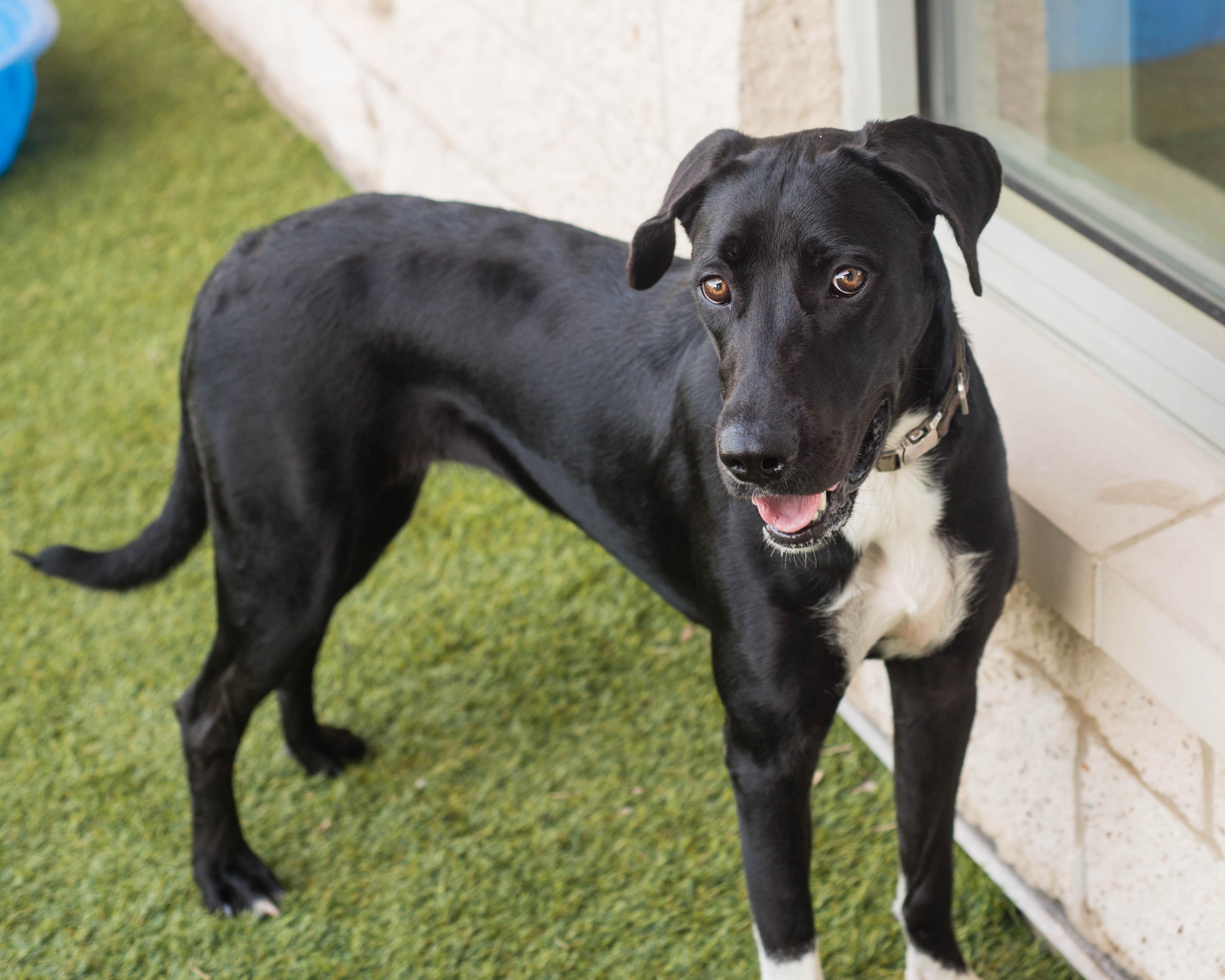 Enlarge Aubrey, a Adoptable mixed breed in Mont Belvieu, TX image 2/3