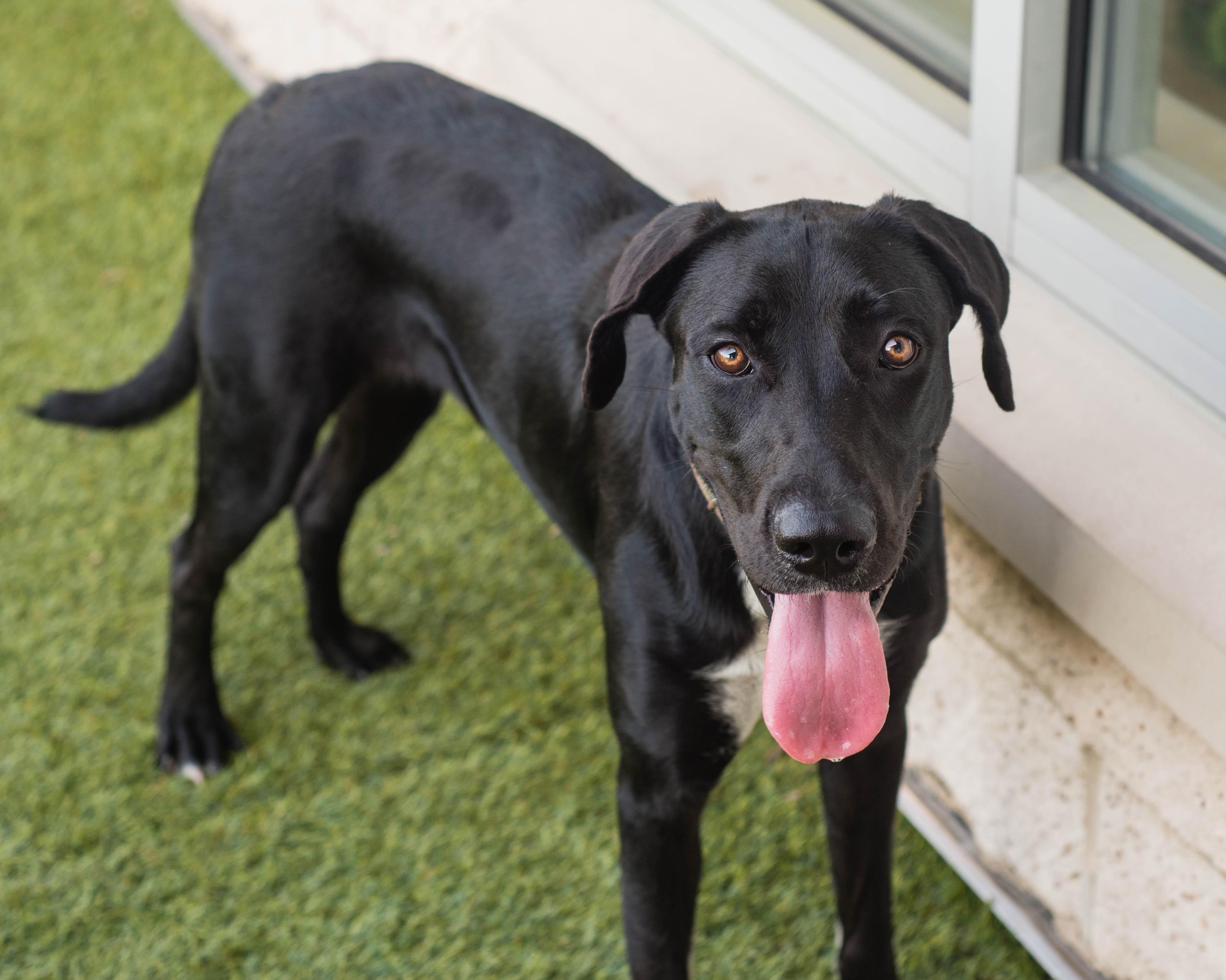Enlarge Aubrey, a Adoptable mixed breed in Mont Belvieu, TX image 3/3