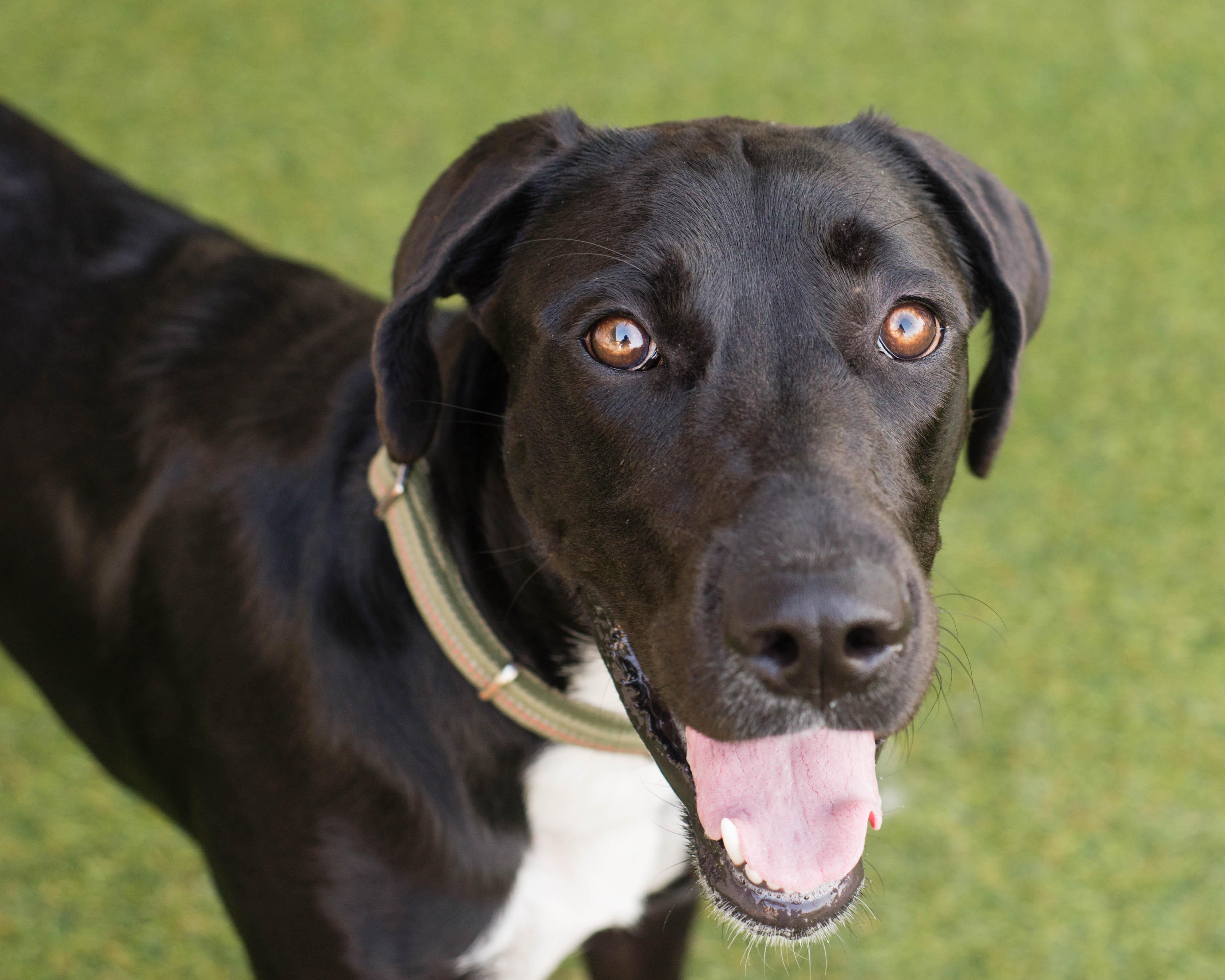 Enlarge Aubrey, a Adoptable mixed breed in Mont Belvieu, TX image 1/3