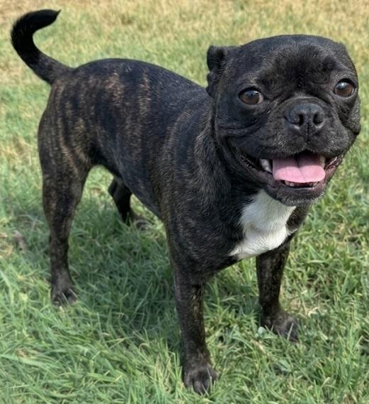 MOCHA, Adoptable, Puppy Female Boston Terrier & Pug.