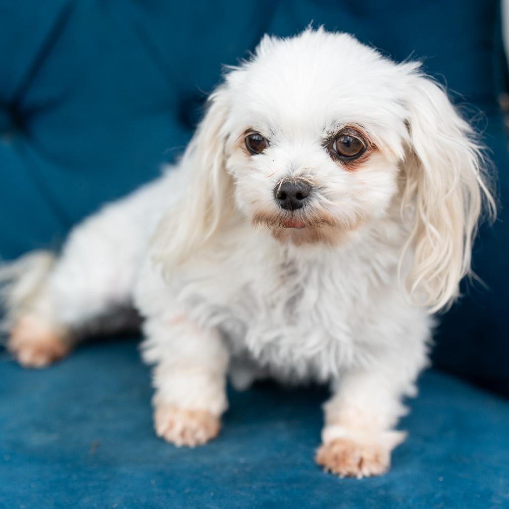 Enlarge Bella, an adopted Maltese in Zionsville, IN image 1/1