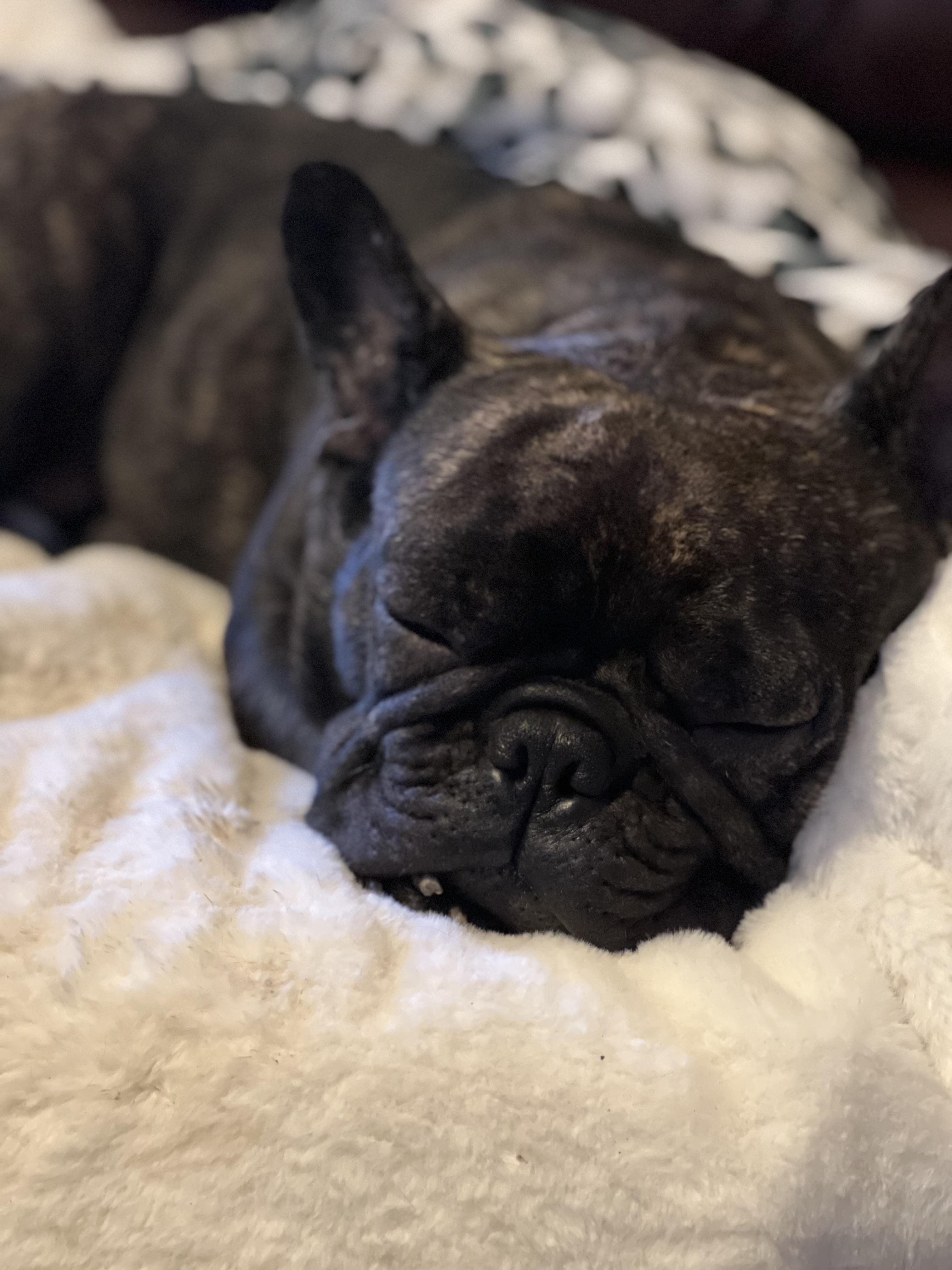 P aka Penny, ADOPTABLE, Adult Female French Bulldog.