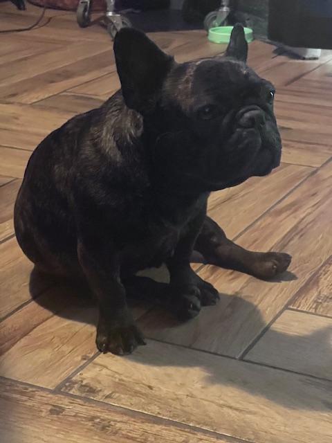 P aka Penny, a ADOPTABLE French Bulldog in modesto, CA image 2/2
