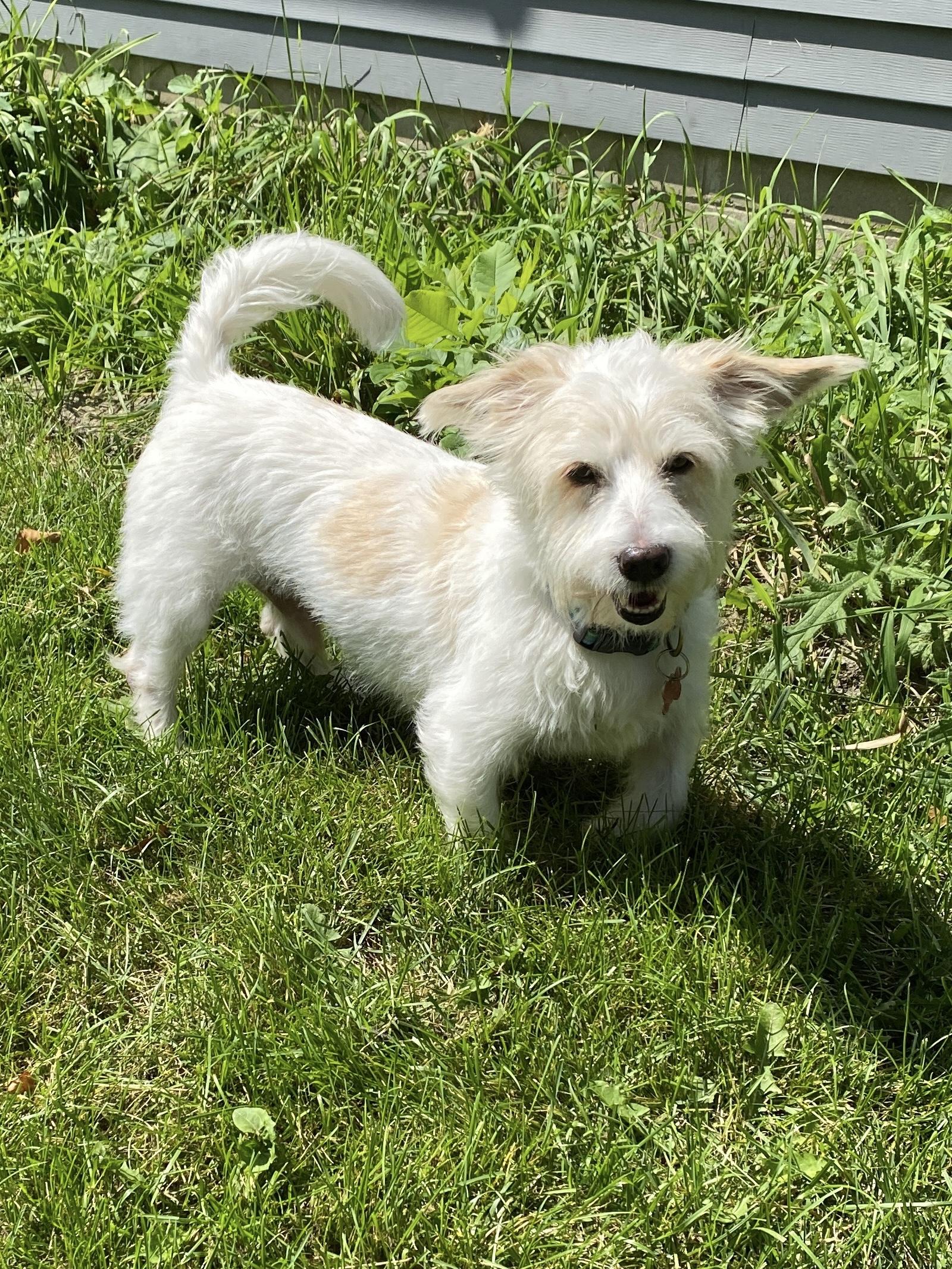 Enlarge Duffy, a ADOPTABLE mixed breed in Prior Lake, MN image 6/6