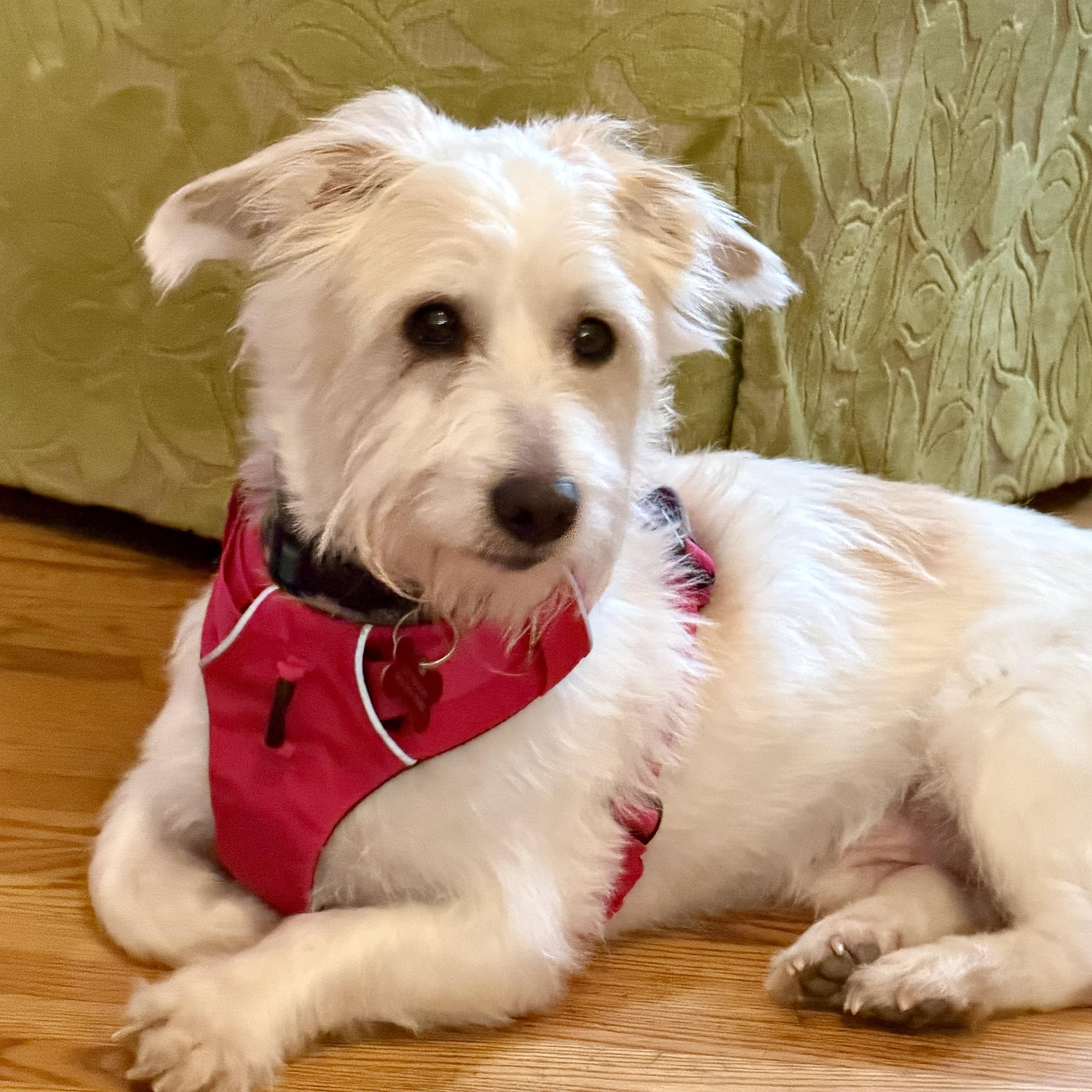Enlarge Duffy, a ADOPTABLE mixed breed in Prior Lake, MN image 2/6
