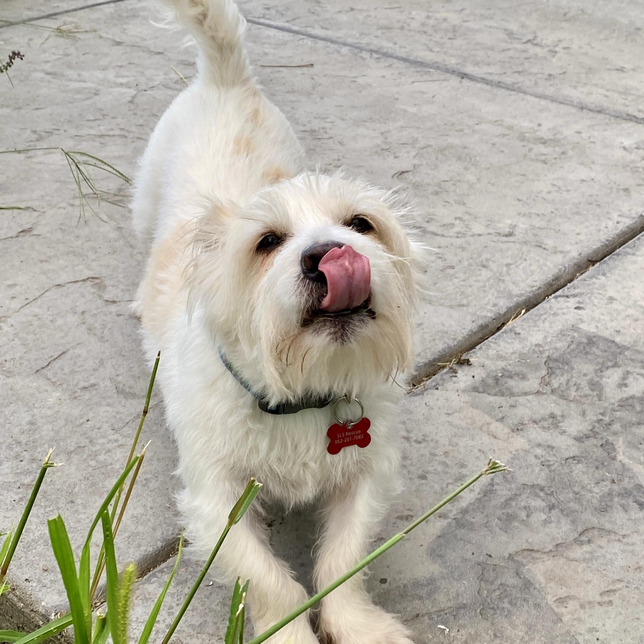 Enlarge Duffy, a ADOPTABLE mixed breed in Prior Lake, MN image 5/6