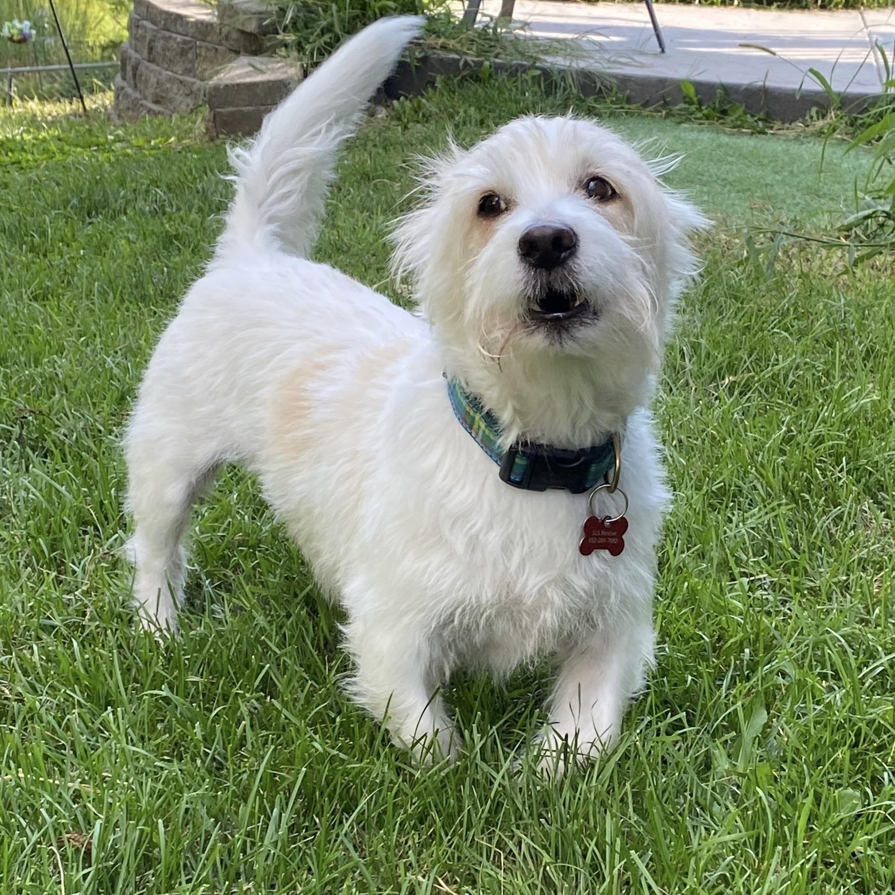 Enlarge Duffy, a ADOPTABLE mixed breed in Prior Lake, MN image 4/6