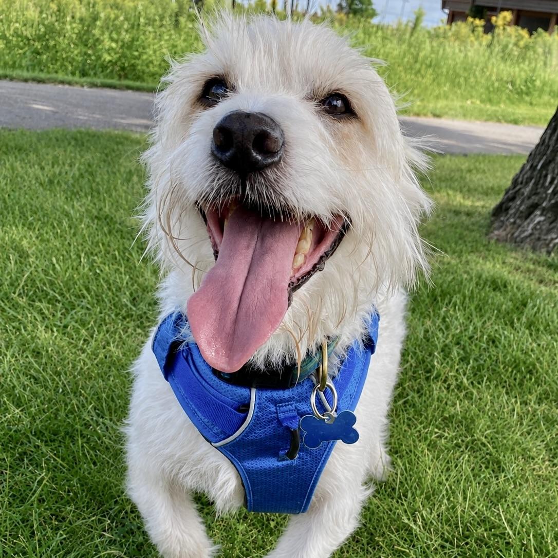 Duffy, ADOPTABLE, Adult Male West Highland White Terrier / Westie & Basset Hound.
