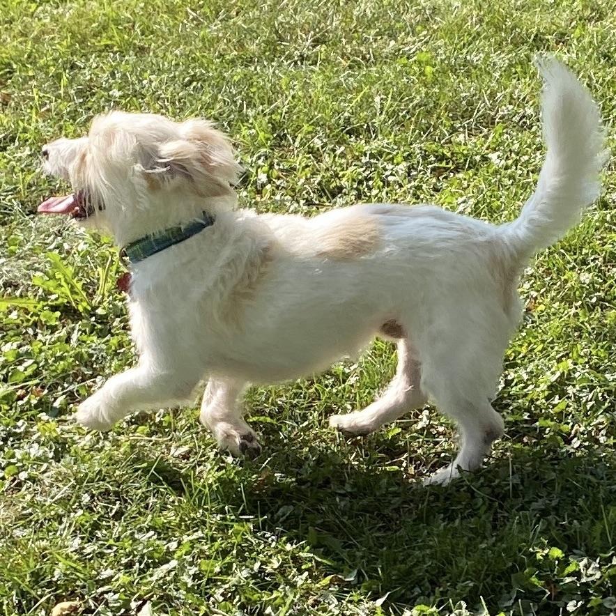 Enlarge Duffy, a ADOPTABLE mixed breed in Prior Lake, MN image 3/6