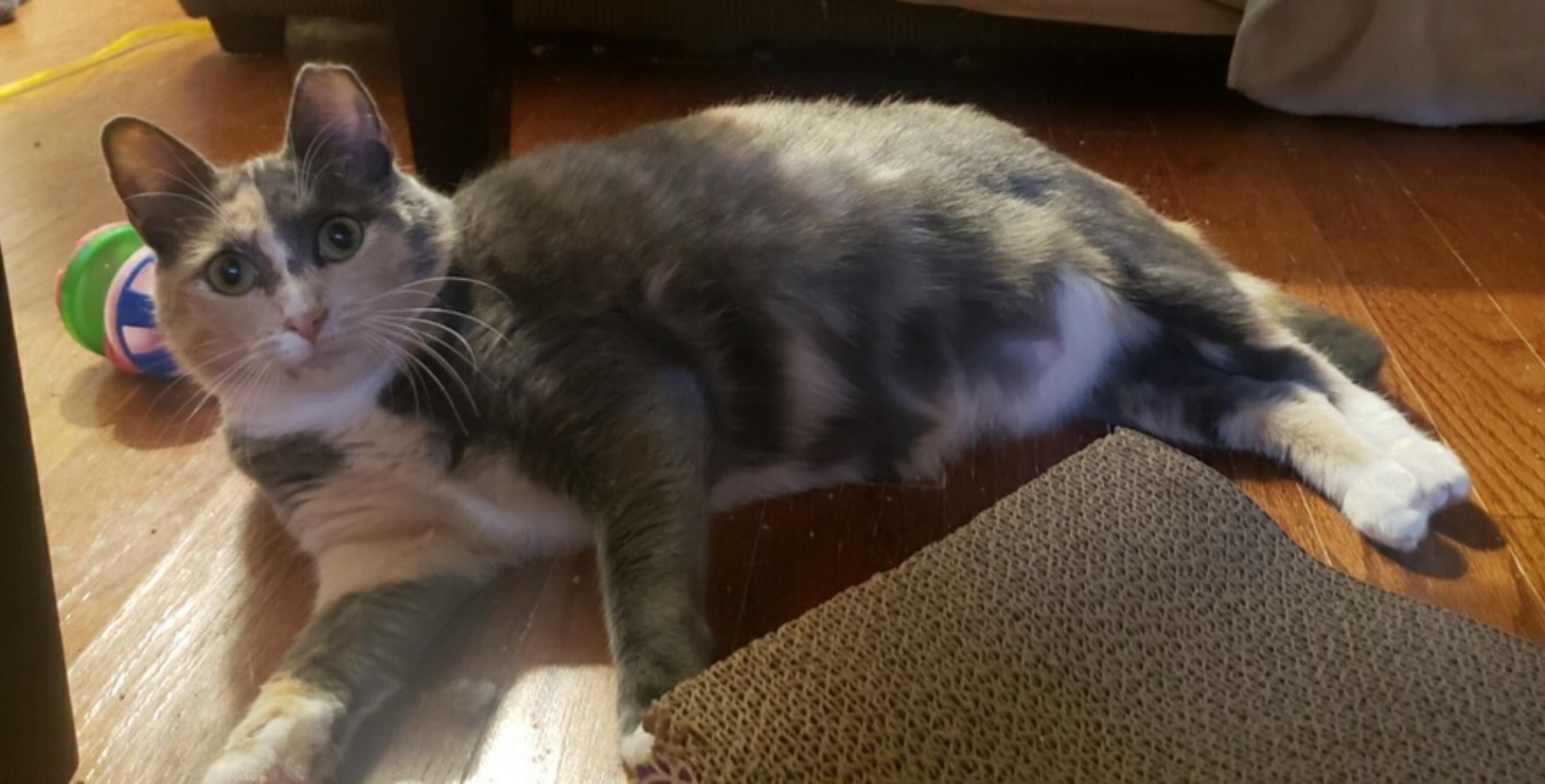 ButterBean, a ADOPTABLE Dilute Calico in Atlanta, GA image 5/5