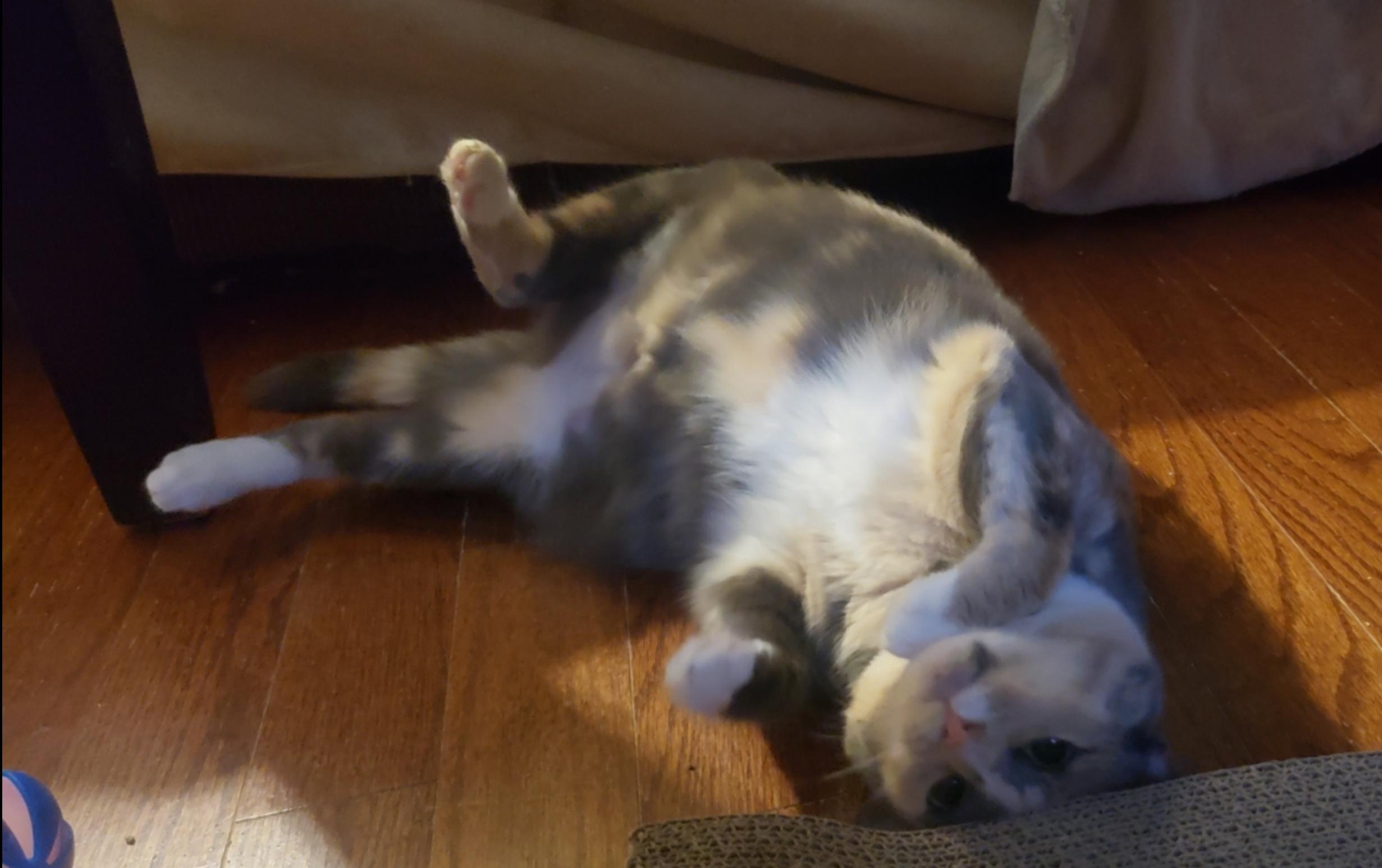 ButterBean, a ADOPTABLE Dilute Calico in Atlanta, GA image 2/5