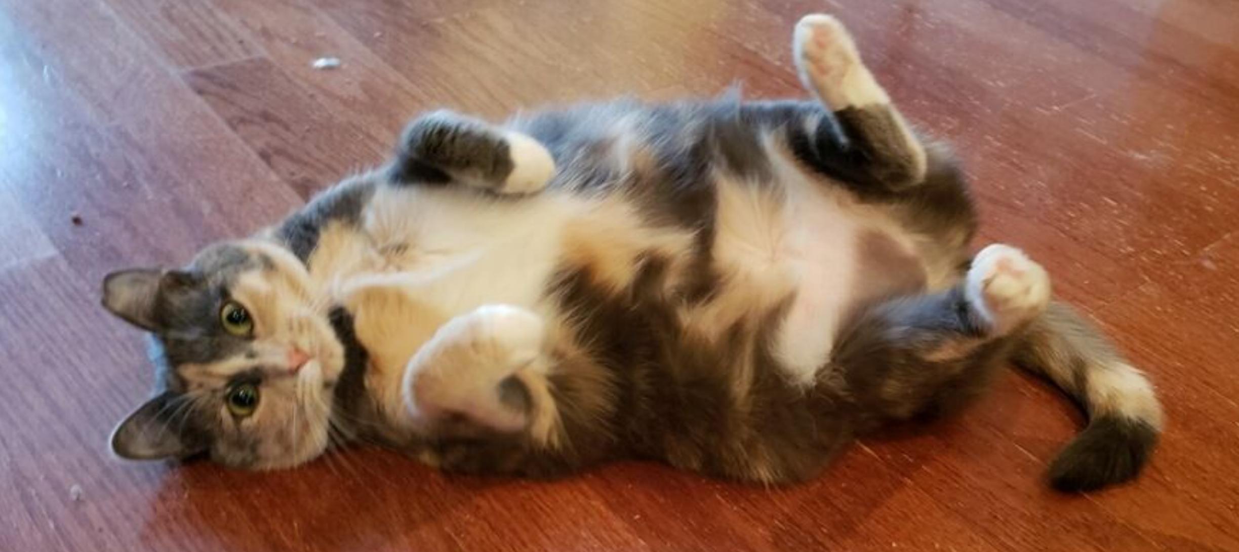 ButterBean, ADOPTABLE, Young Female Dilute Calico.