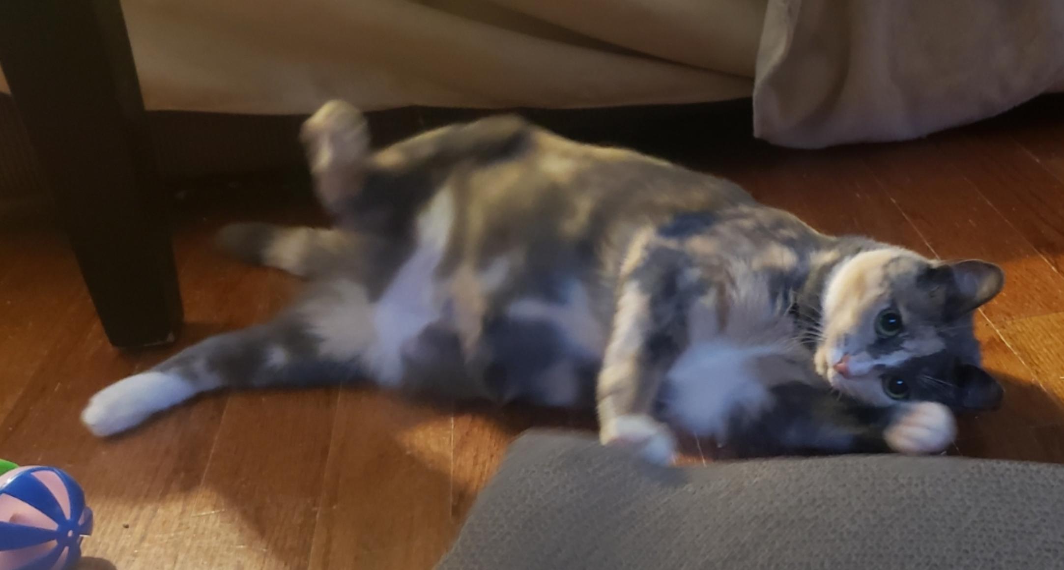 ButterBean, a ADOPTABLE Dilute Calico in Atlanta, GA image 3/5