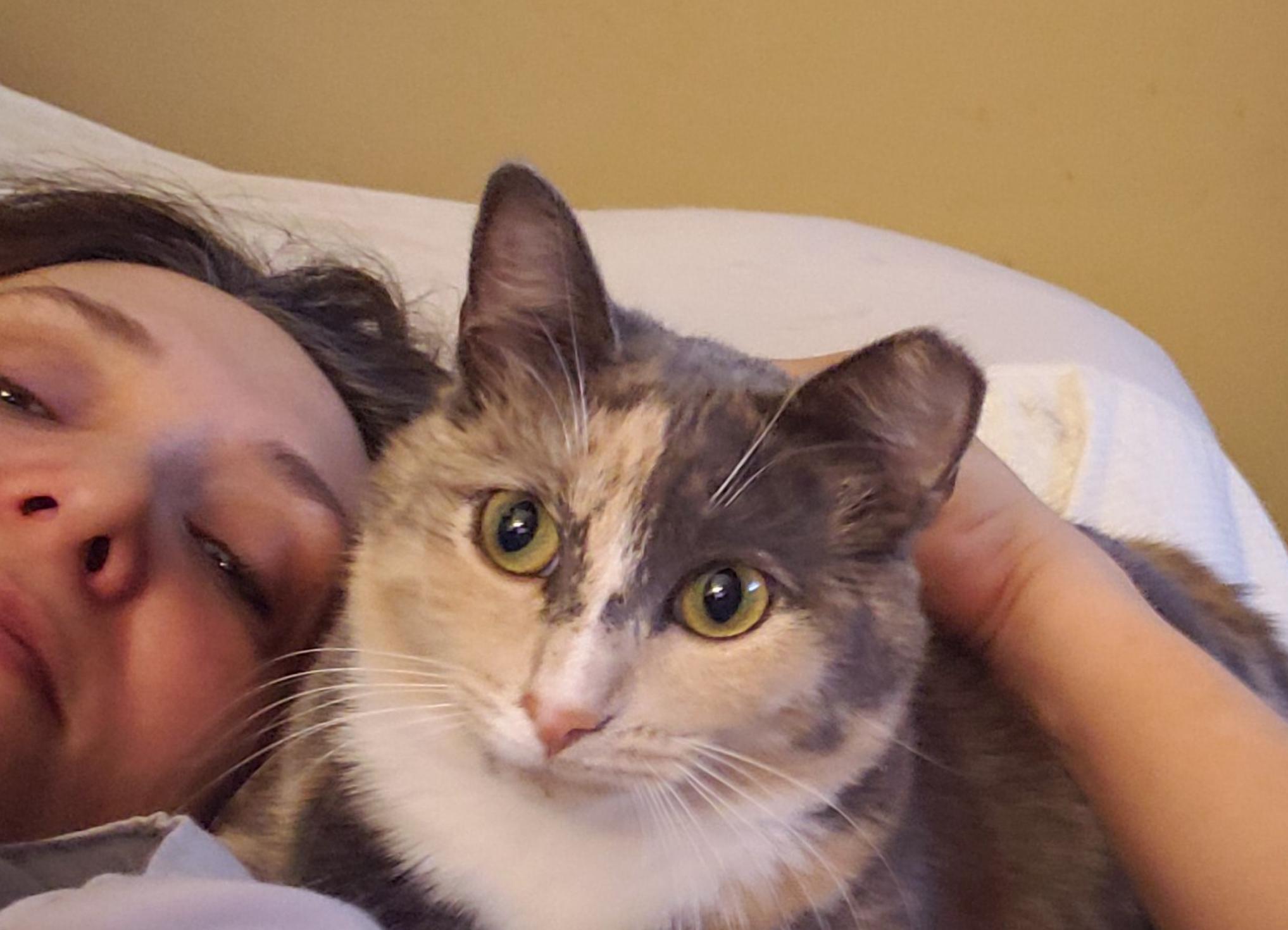 ButterBean, a ADOPTABLE Dilute Calico in Atlanta, GA image 4/5