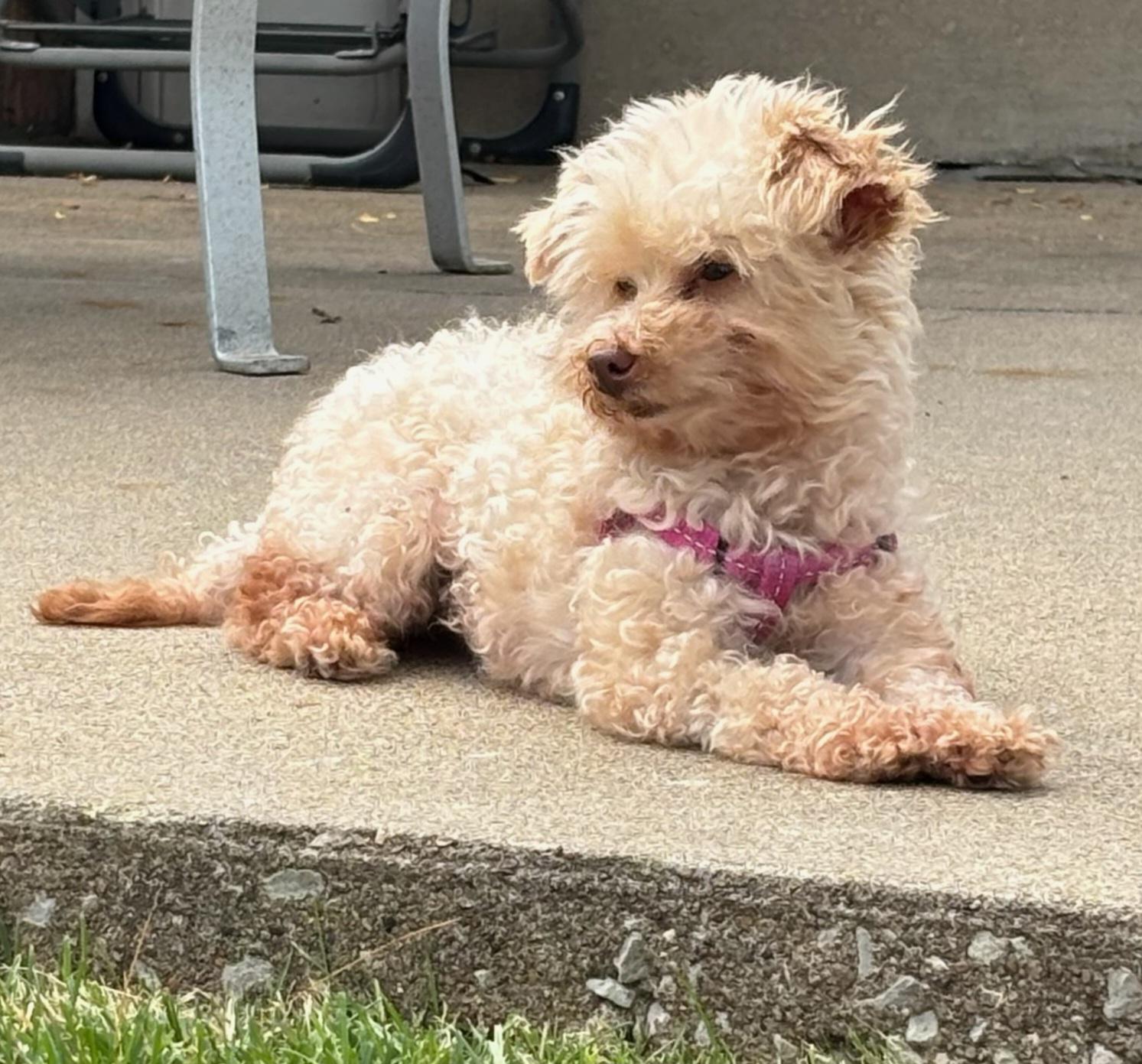 Sweet Pea - ON MEDICAL HOLD, an adoptable Poodle in Saint Louis, MO image 1/3