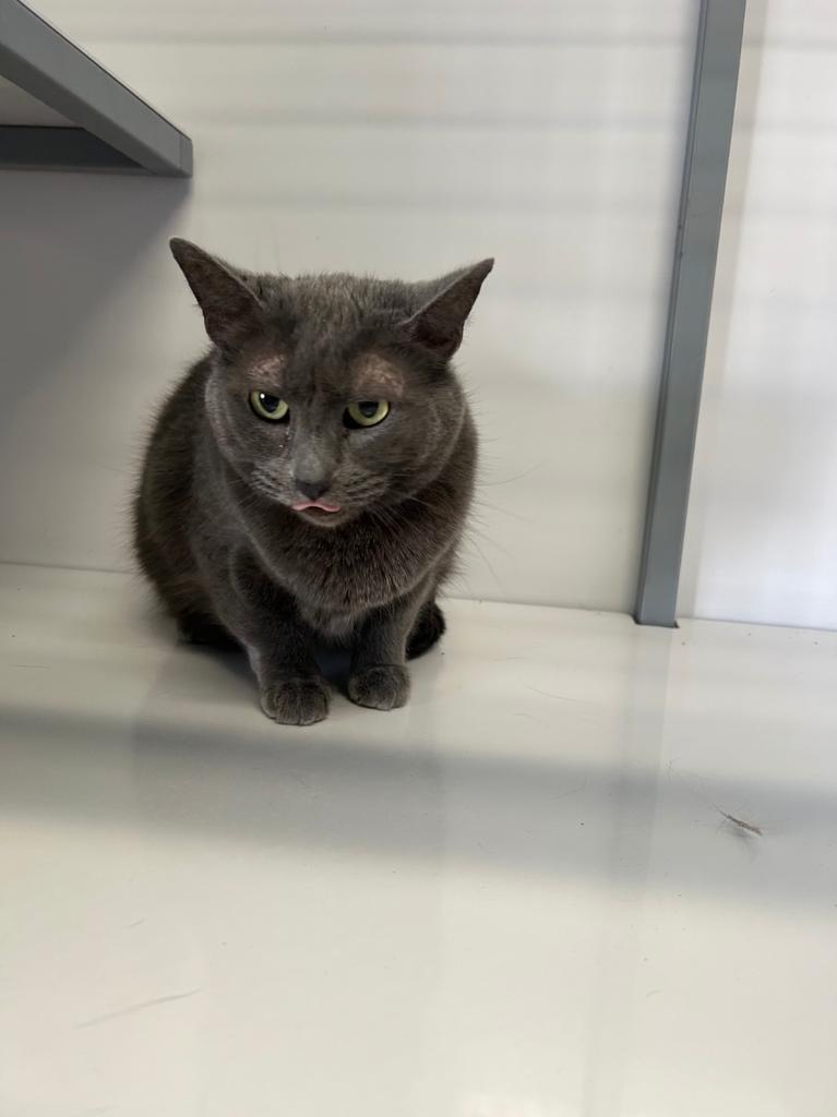 Smokeii, Adoptable, Adult Female Domestic Short Hair.