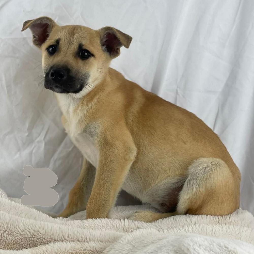 Sidd - 26042, Adoptable, Puppy Female Shepherd & German Shepherd Dog.