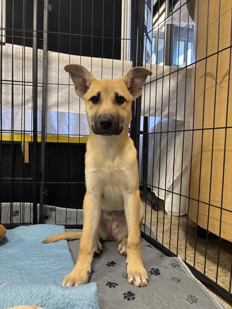 Enlarge Sidd - 26042, a Adoptable mixed breed in Armonk, NY image 2/3