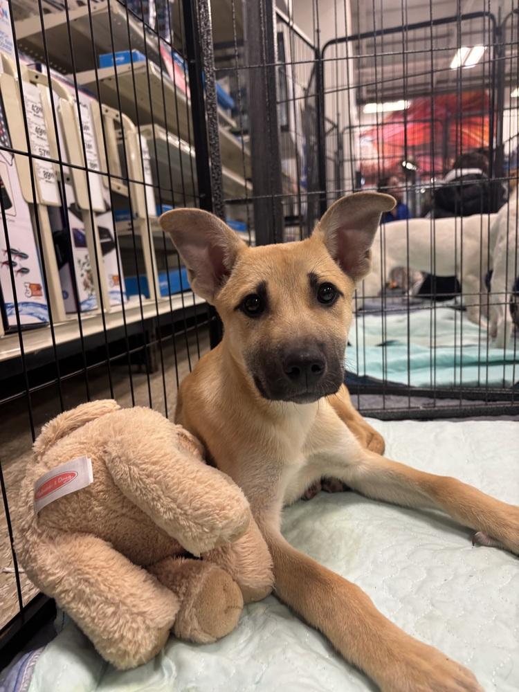 Enlarge Sidd - 26042, a Adoptable mixed breed in Armonk, NY image 3/3