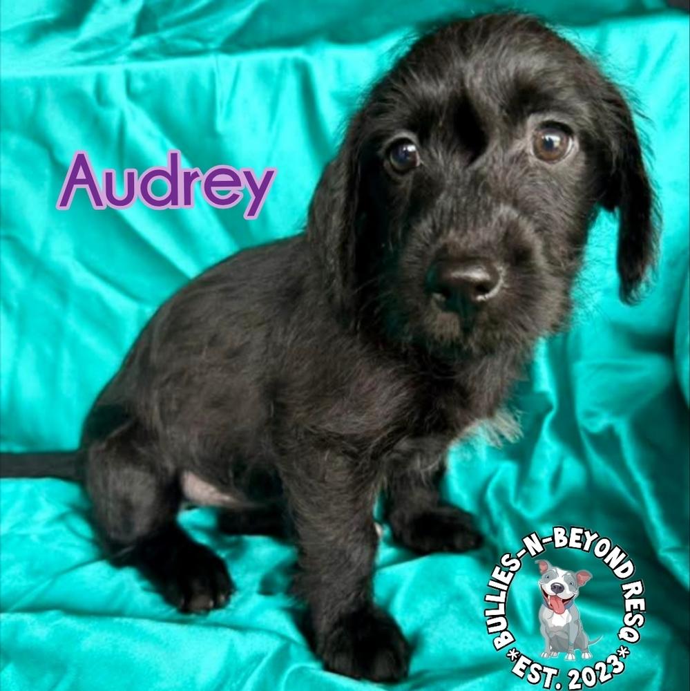 Hollywood Litter: Audrey, Adoptable, Puppy Female Terrier & Poodle.