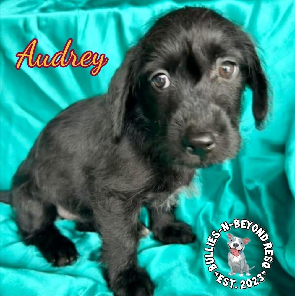 Enlarge Hollywood Litter: Audrey, a Adoptable mixed breed in Omaha, NE image 2/6