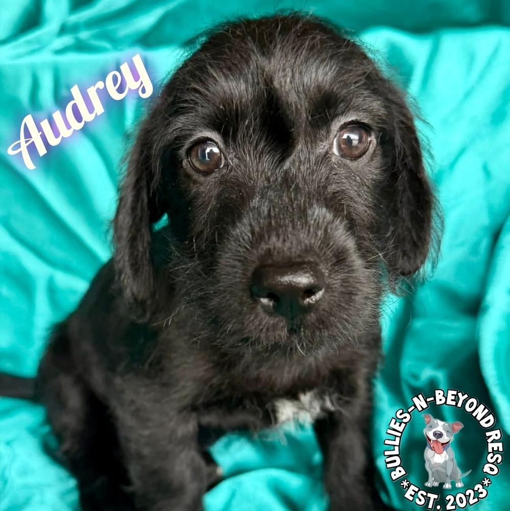 Enlarge Hollywood Litter: Audrey, a Adoptable mixed breed in Omaha, NE image 3/6