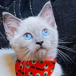 Brenda Blue  Blue thumbnail 3