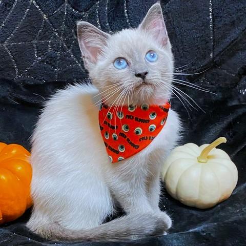 Brenda Blue  Blue thumbnail 4