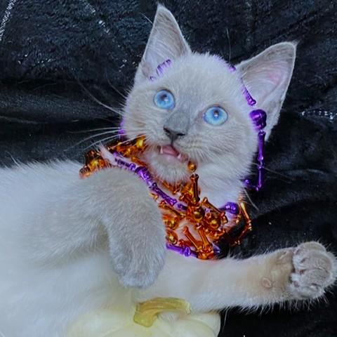 Brenda Blue  Blue thumbnail 2