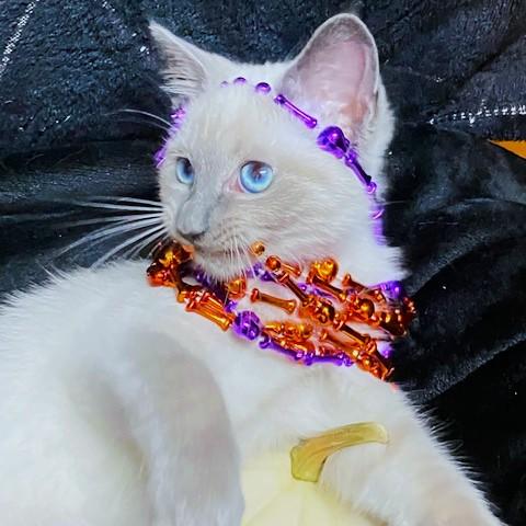 Brenda Blue  Blue thumbnail 5